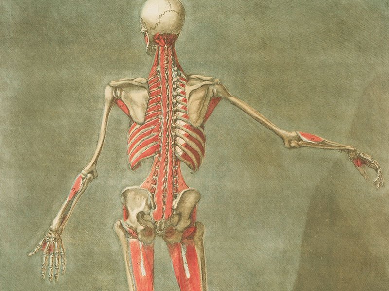 Top causes of lower back strain muscle anatomy